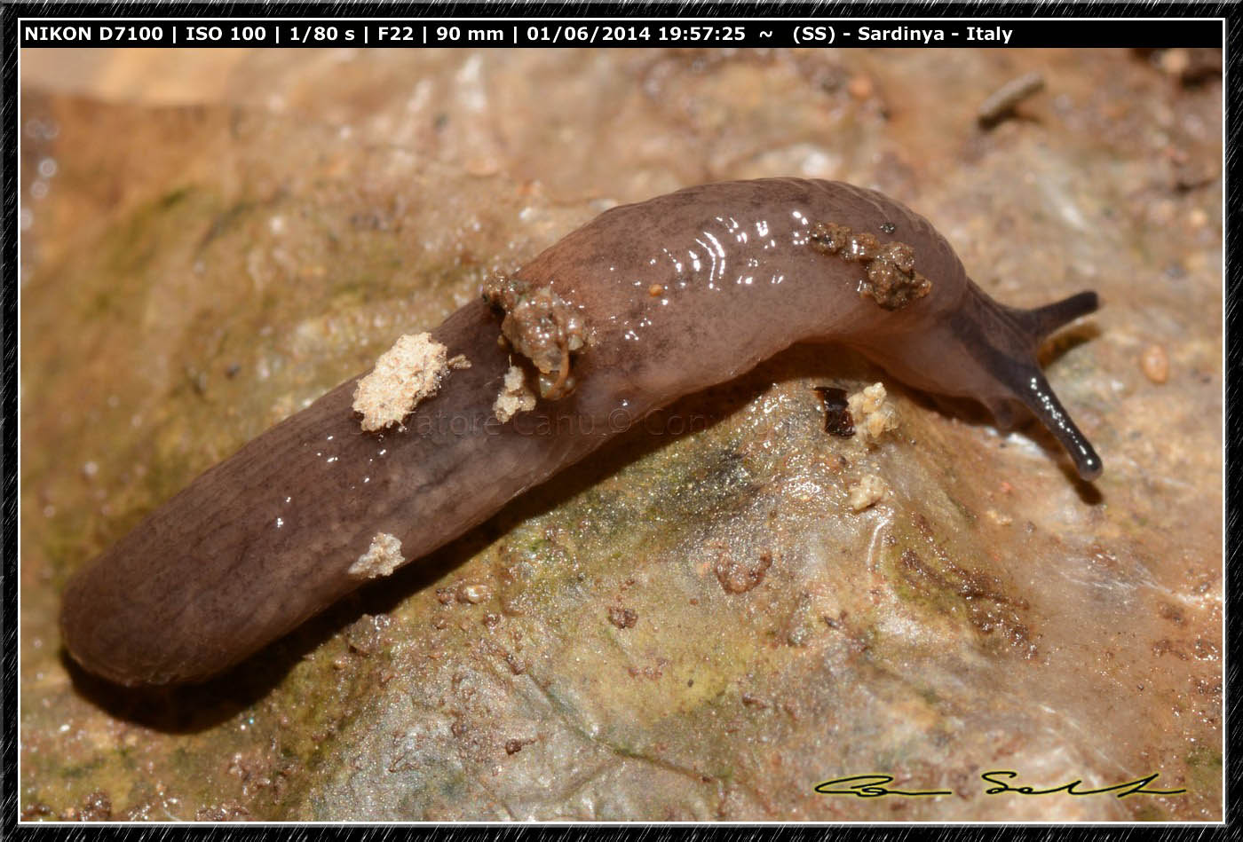 Ricerca Limax in Sardegna